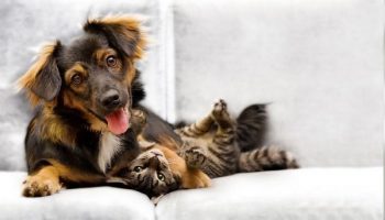 Pet Stain & Odor Removal